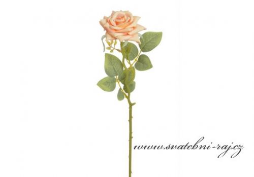 Zobrazit detail - Rozkvetlá růže meruňková