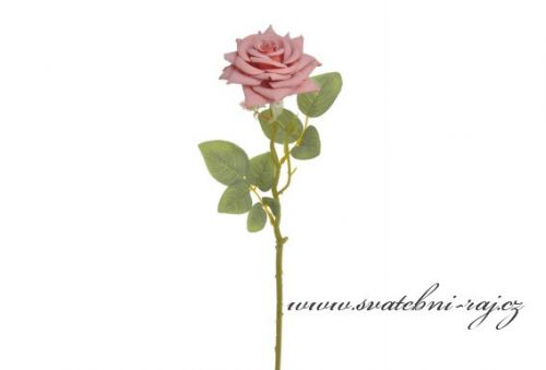 Zobrazit detail - Rozkvetlá růže starorůžová