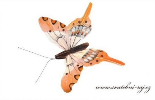 Zobrazit detail - Motýlek v meruňkové barvě