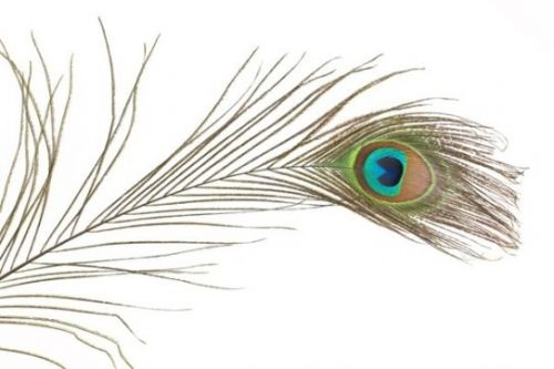 Zobrazit detail - Nádherné paví peří, délka 70 cm