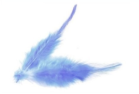 Peříčka modrá
