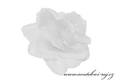 Zobrazit detail - Růžička v bílé barvě