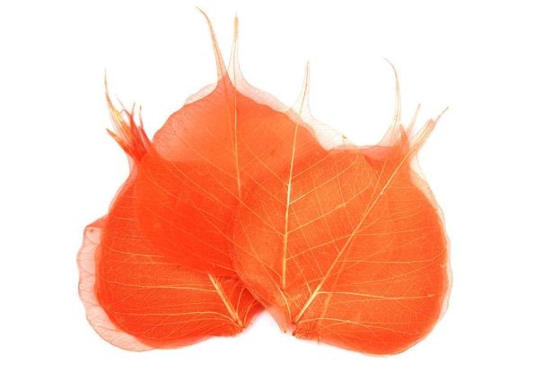 Skelet listu oranžový