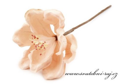 Zobrazit detail - Lososový květ