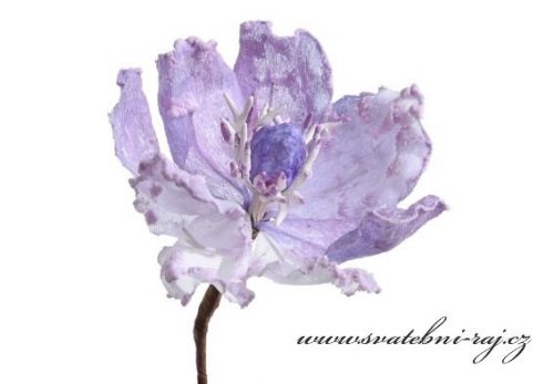 Zobrazit detail - Květ magnolie bílo-fialový