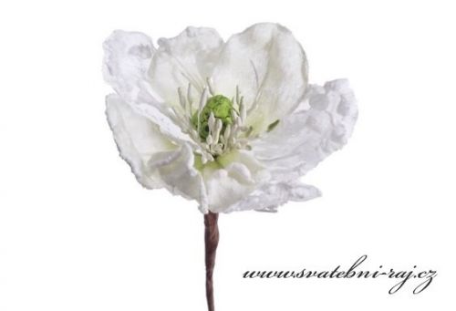 Zobrazit detail - Květ magnolie bílý se zeleným středem
