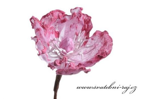 Zobrazit detail - Květ magnolie bílo-růžový