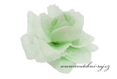 Taftová růže světlounce mint-green