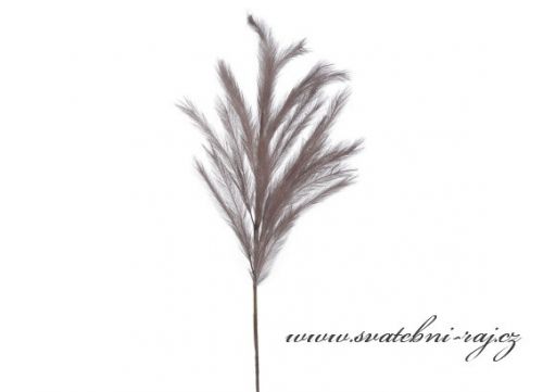 Zobrazit detail - Dekorační pampová tráva