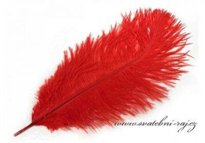 Luxusní pštrosí peří červené