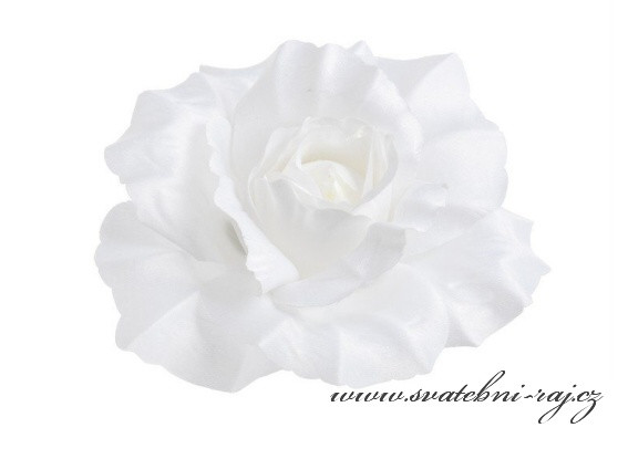 Velká bílá růže vazbová