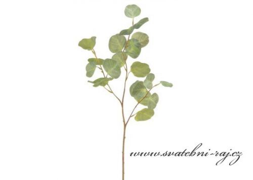 Zobrazit detail - Větvička Eukalyptus Populus