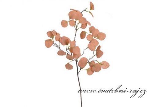 Zobrazit detail - Větvička Eukalyptus Populus